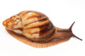 Archachatina marginata candefacta Cameroon striped adult